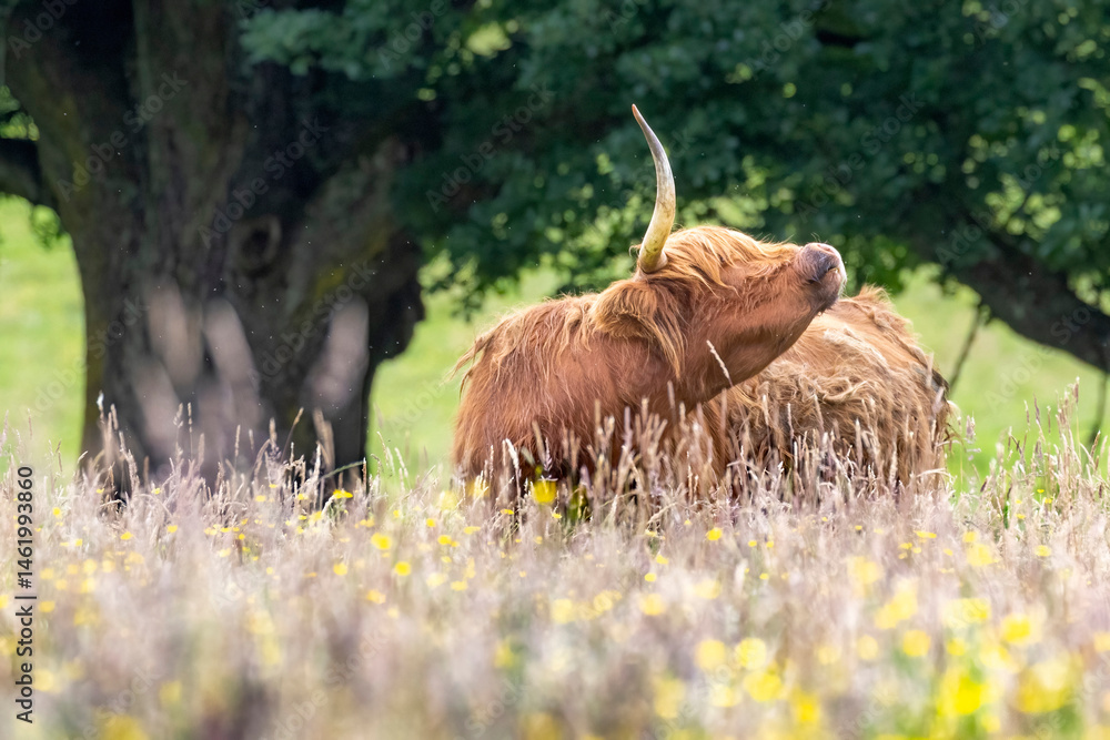 A highland cow grazing in a field outside of Blair Castle in Scotland.