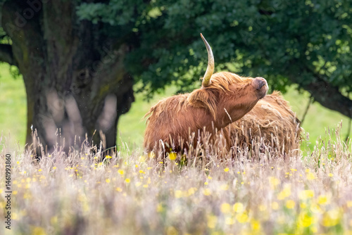 Obraz na płótnie A highland cow grazing in a field outside of Blair Castle in Scotland. w salonie