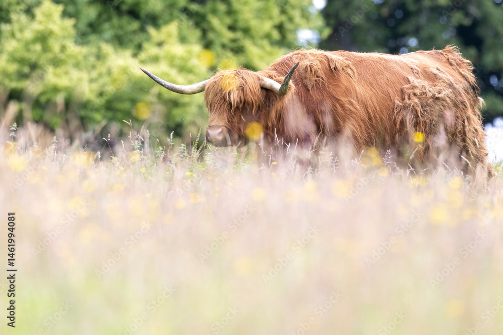 A highland cow grazing in a field outside of Blair Castle in Scotland.