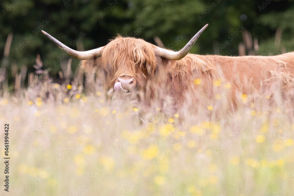 A highland cow grazing in a field outside of Blair Castle in Scotland.