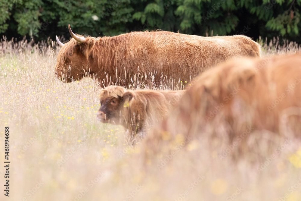A highland cow grazing in a field outside of Blair Castle in Scotland.