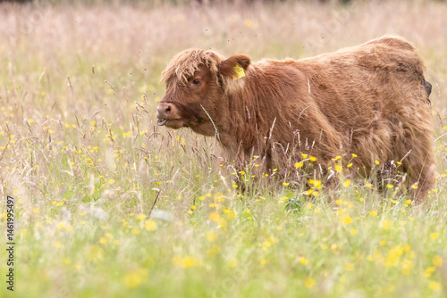 Obraz na płótnie A highland cow grazing in a field outside of Blair Castle in Scotland. w salonie