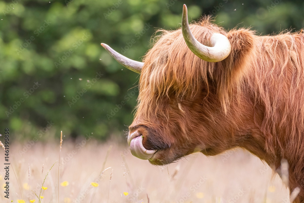 A highland cow grazing in a field outside of Blair Castle in Scotland.