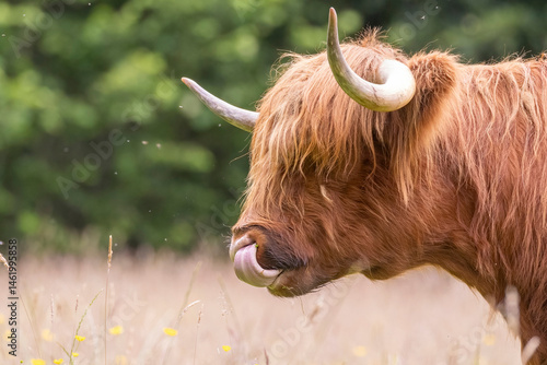 Obraz na płótnie A highland cow grazing in a field outside of Blair Castle in Scotland. w salonie