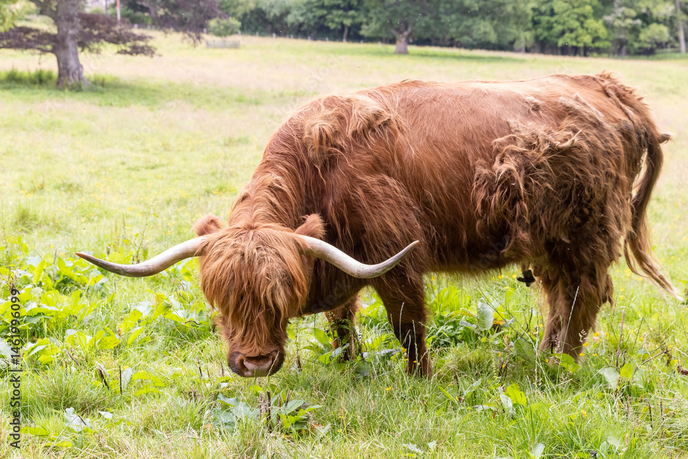 A highland cow grazing in a field outside of Blair Castle in Scotland.