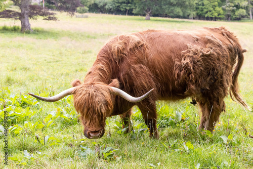 A highland cow grazing in a field outside of Blair Castle in Scotland.