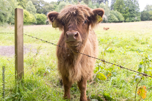Obraz na płótnie A highland cow grazing in a field outside of Blair Castle in Scotland. w salonie