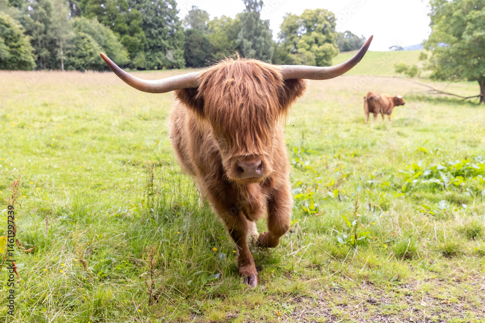 A highland cow grazing in a field outside of Blair Castle in Scotland.
