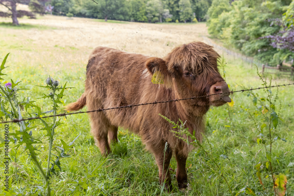 A highland cow grazing in a field outside of Blair Castle in Scotland.