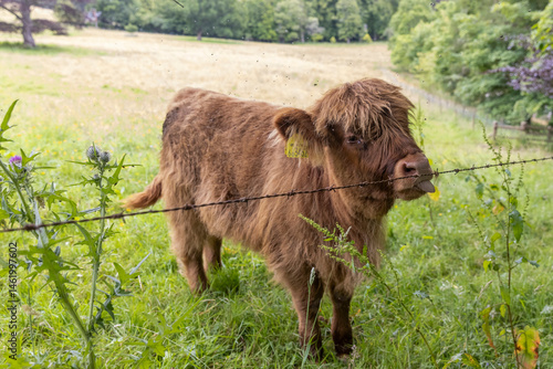 Obraz na płótnie A highland cow grazing in a field outside of Blair Castle in Scotland. w salonie