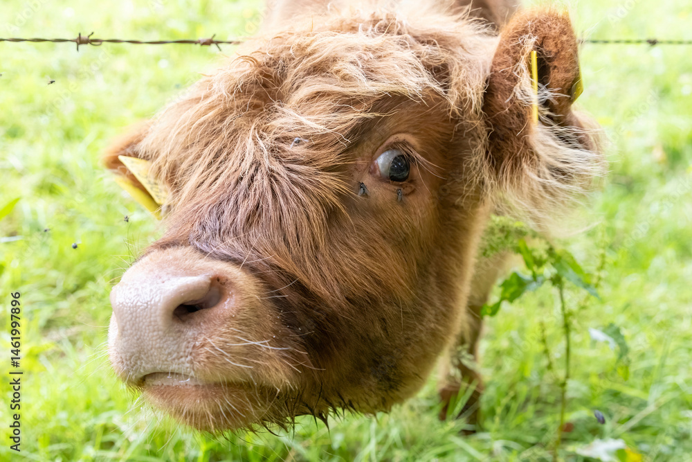 A highland cow grazing in a field outside of Blair Castle in Scotland.