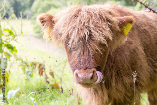 Obraz na płótnie A highland cow grazing in a field outside of Blair Castle in Scotland. w salonie