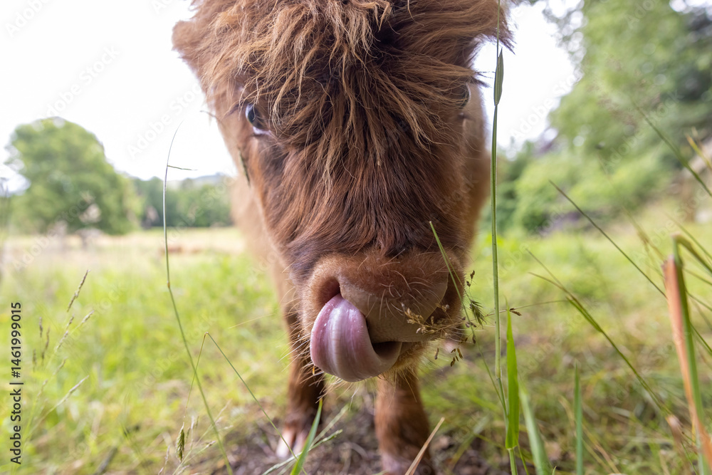 A highland cow grazing in a field outside of Blair Castle in Scotland.