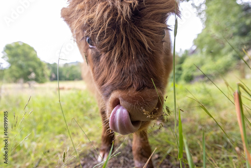 Obraz na płótnie A highland cow grazing in a field outside of Blair Castle in Scotland. w salonie