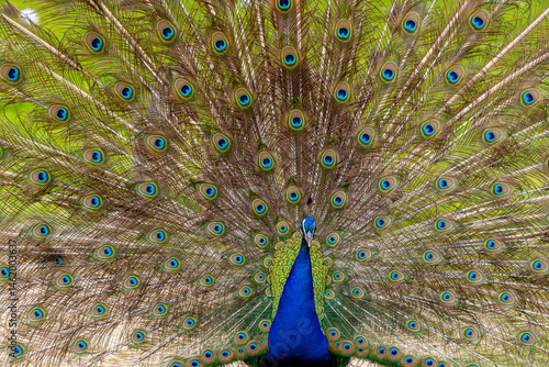 Vibrant peacock displaying its magnificent plumage with iridescent feathers fanned out, showcasing natural beauty and elegance in a lush environment