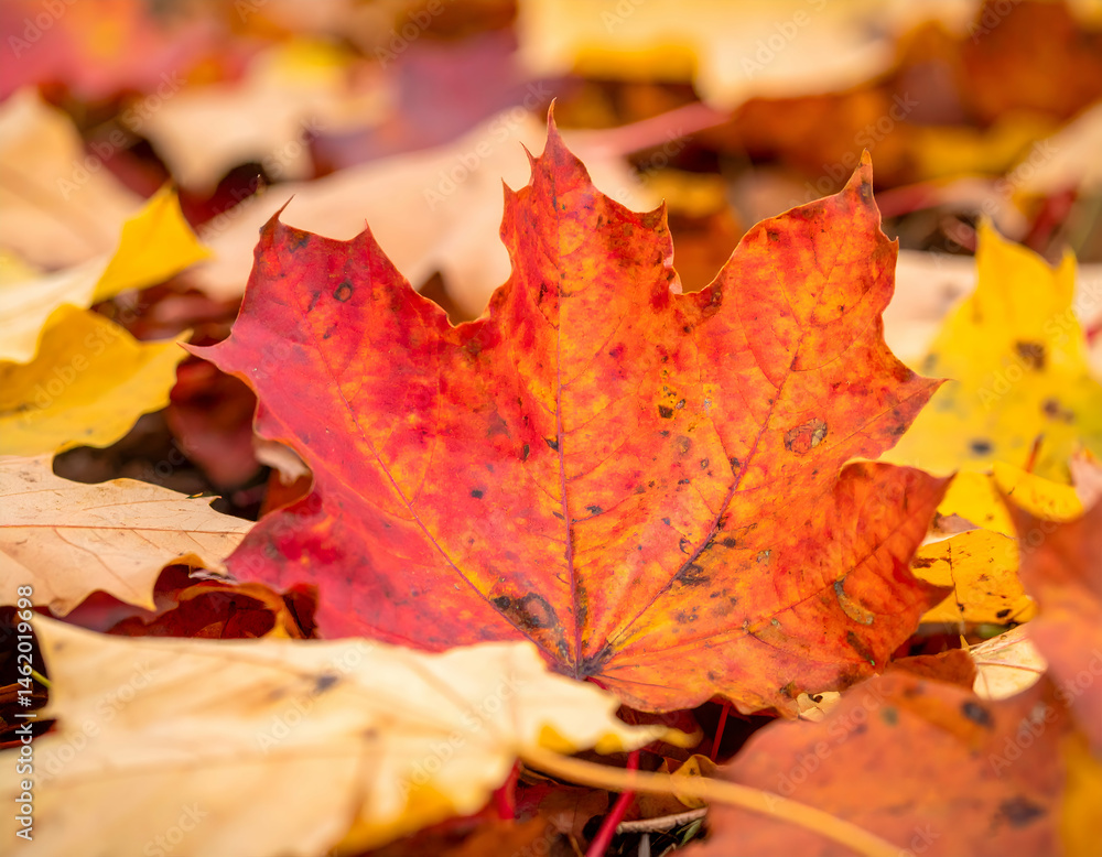 Vibrant Autumn Leaves On Ground Vibrant Autumn Leaves On Ground