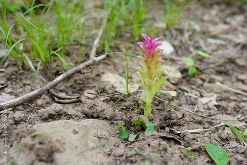 Wallpaper Mural Red ginger is a herbaceous plant in the ginger family. Torontodigital.ca