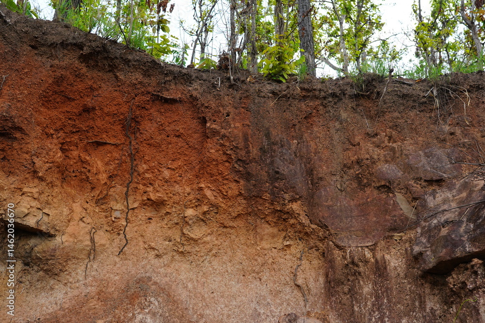 Obraz premium plants grow and natural soil cross section