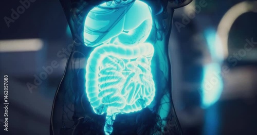 Digital rendering of the human digestive system suitable for medical and educational content, science presentations, and health articles.