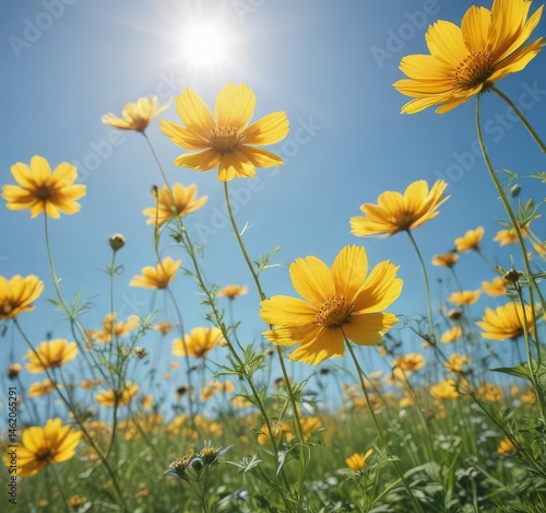 Obraz na płótnie Vibrant yellow cosmos bathed in sunlight against a clear blue sky , plant, flora, blossom w salonie