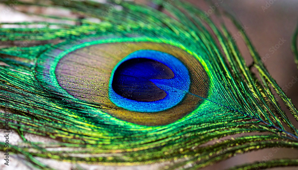Fototapeta premium beautiful close up peacock feather