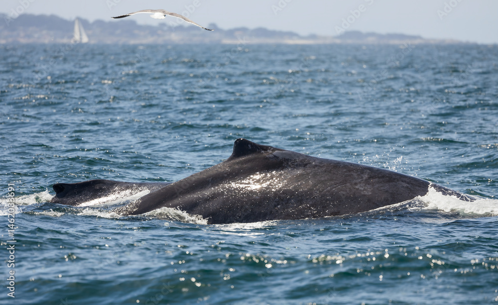 Fototapeta premium Humpback whale breaching in Monterey Bay, California. Ocean splash, marine wildlife, whale watching, nature moment, aquatic mammal, Pacific coast. Close up
