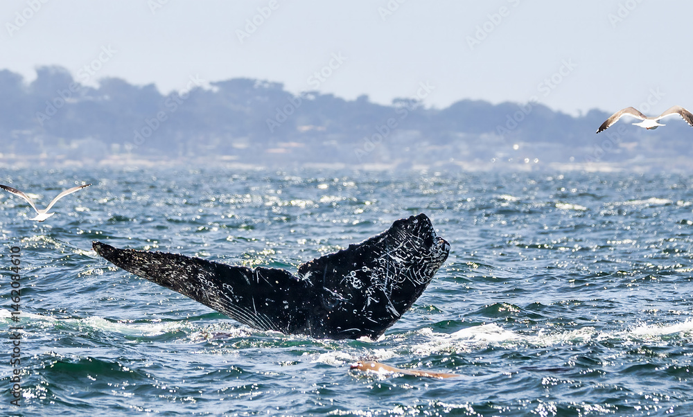 Obraz premium A stunning close-up of a humpback whale tail fluke rising from the ocean, with water cascading down. Captured in the wild, this image highlights marine wildlife, conservation, and eco-tourism themes