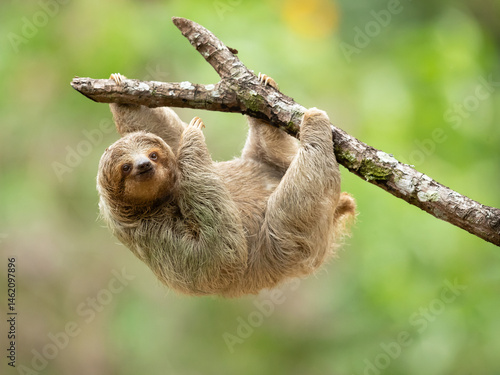 The brown-throated sloth (Bradypus variegatus) is a species of three-toed sloth found in the Neotropical realm of Central and South America.