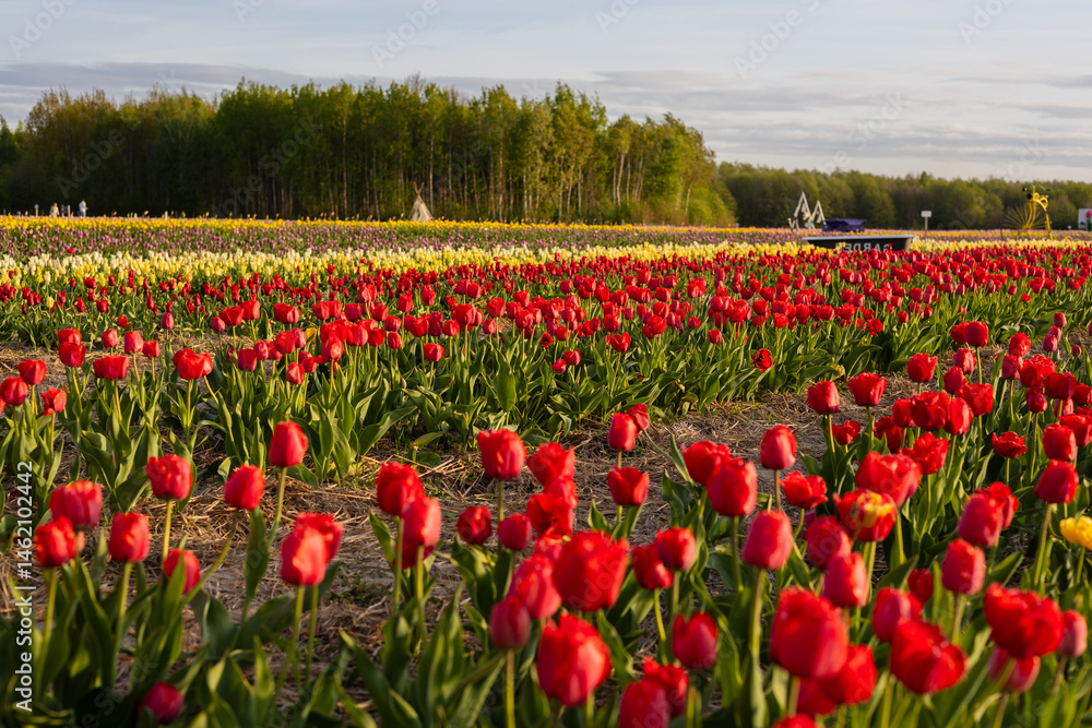 Fields of colorful tulips in varying hues stretch across the land, illuminated by the warm glow of the setting sun near lush greenery Fields of colorful tulips in varying hues stretch across the land, illuminated by the warm glow of the setting sun near lush greenery