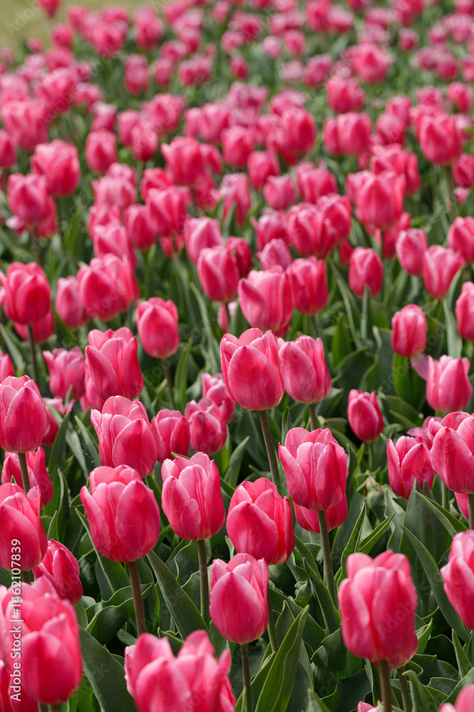 Fototapeta premium Tulip pink field in full bloom