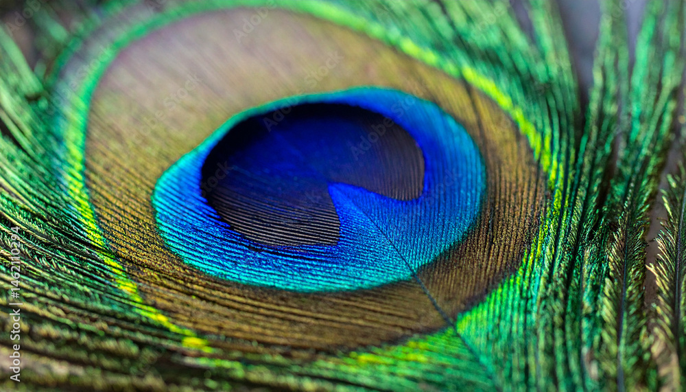 Obraz premium beautiful close up peacock feather