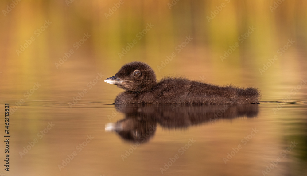 Fototapeta premium Common loon on a lake