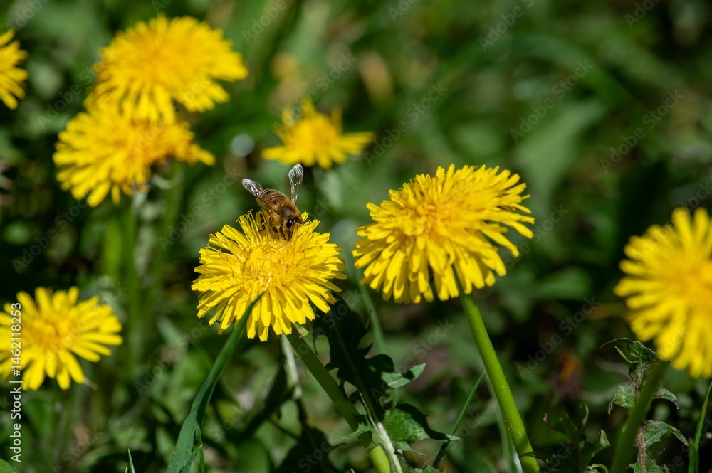 A bee collects dandelion pollen A bee collects dandelion pollen