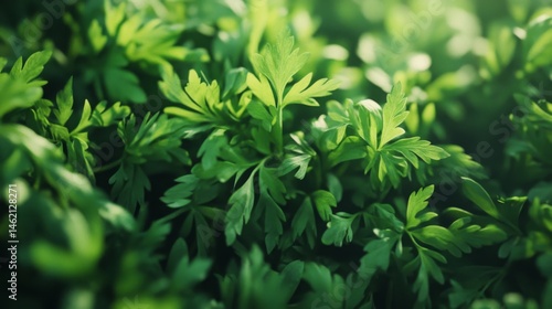 Fresh parsley leaves growing in a sunny garden during springtime