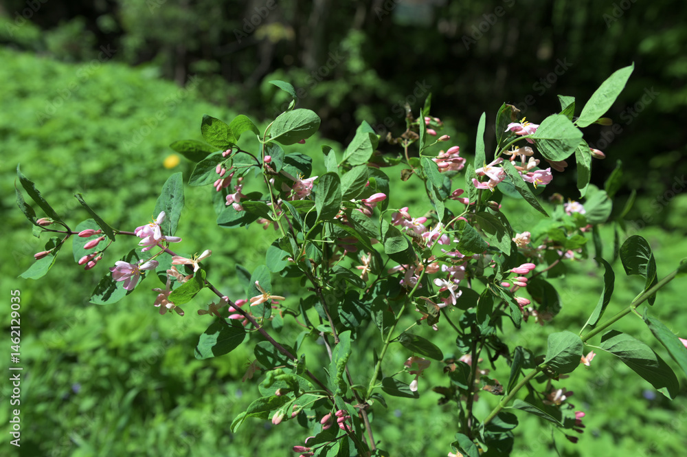 Wild blooming bush Lonicera tatarica Wild blooming bush Lonicera tatarica