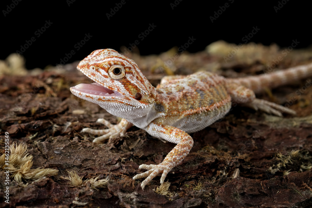 Fototapeta premium Baby bearded dragon sitting on wood with black background
