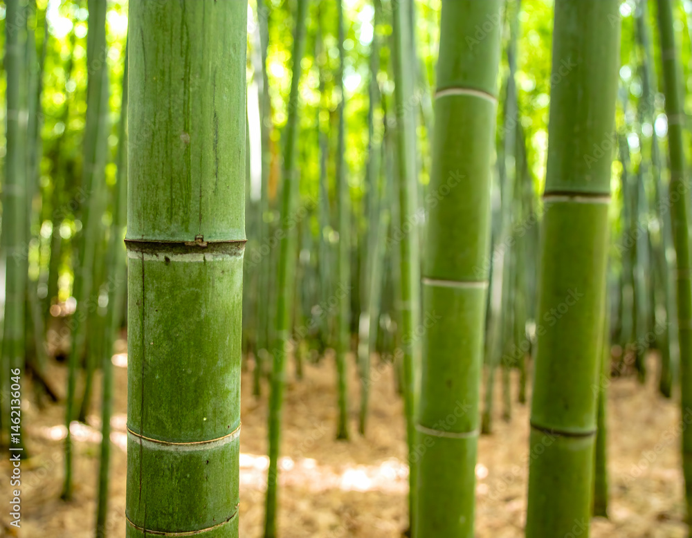 Obraz premium Dense Bamboo Forest Close Up