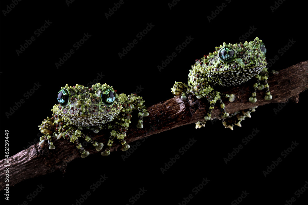 Vietnamese mossy frog sitting on a branch, Theloderma corticale isolated on black background
