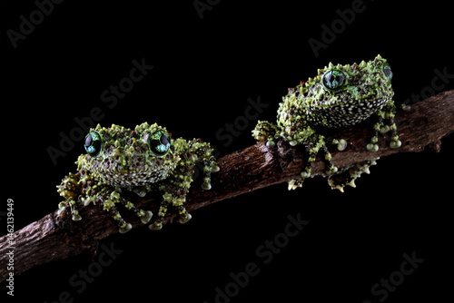 Obraz na płótnie Vietnamese mossy frog sitting on a branch, Theloderma corticale isolated on black background w salonie