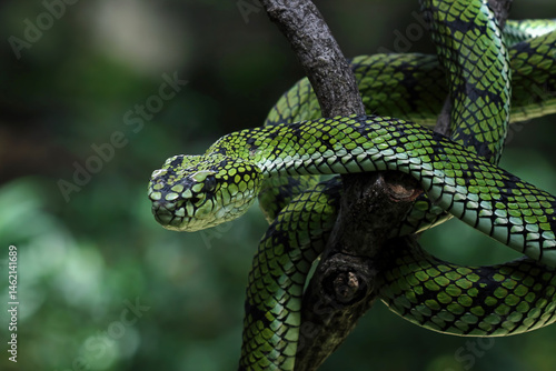 Sumatran pit viper on a branch, Trimeresurus sumatranus
