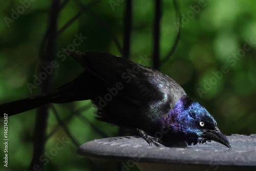 Colorful iridescent grackle blackbird drinking water at birdbath. 