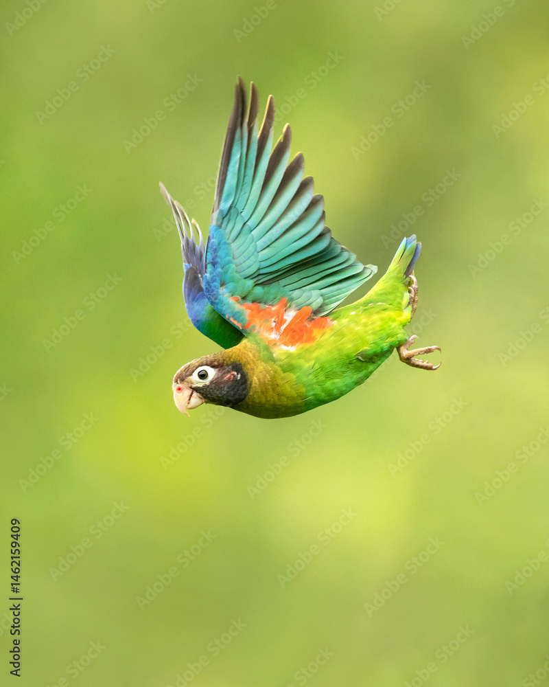 Fototapeta premium brown-hooded parrot (Pyrilia haematotis) is a species of bird in subfamily Arinae of the family Psittacidae, the African and New World parrots. It is found from Mexico to Colombia