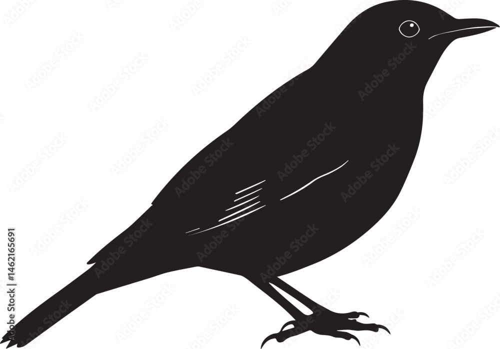 Obraz premium Thrush bird. Silhouette Thrush bird on a white background vector illustration. 