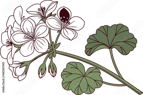 Beautiful Geranium Flower Vector Artwork for Designers