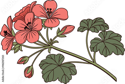 Beautiful Geranium Flower Vector Artwork for Designers