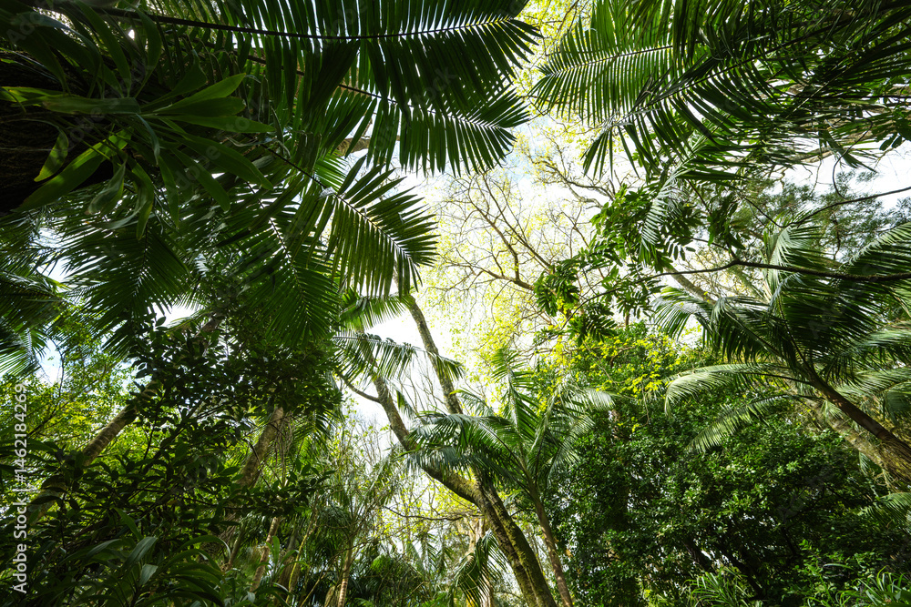 Fototapeta premium Lush vegetation in the Terra Nostra Botanical Park in the Furnas Valley, Sao Miguel, Azores