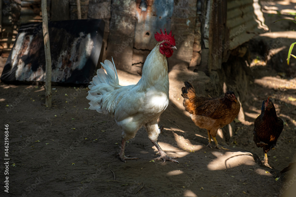biały kogut (gallus domesticus) biegający pomiędzy kurami domowymi w zagrodzie