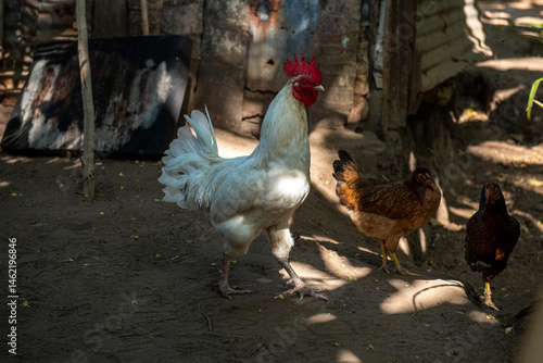 Obraz na płótnie biały kogut (gallus domesticus) biegający pomiędzy kurami domowymi w zagrodzie w salonie