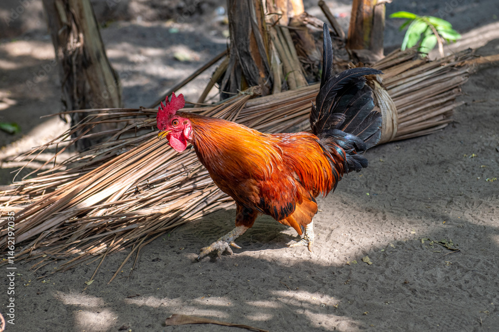 duży, brązowy kogut (gallus domesticus) biegnący po piaszczystym podwórku