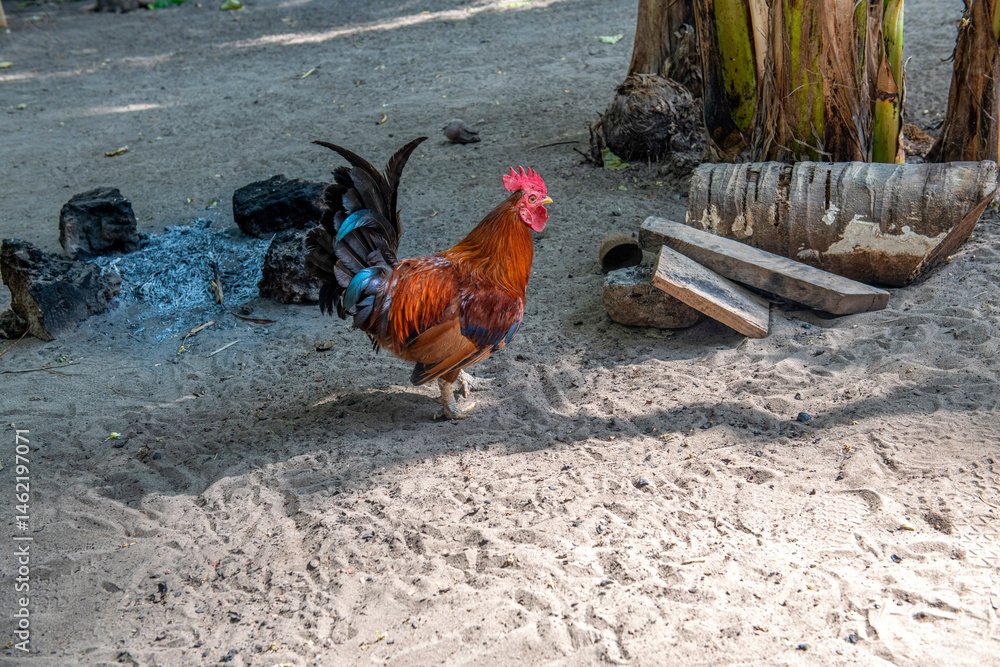 piękny brązowy kogut (gallus domesticus) z kolorowymi [piórami spacerujący po zagrodzie